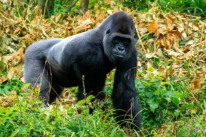 Gorilla in the Rwanda jungle