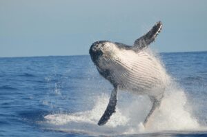 Witness a mesmerizing humpback whale breaching the ocean's surface in Réunion's clear waters.