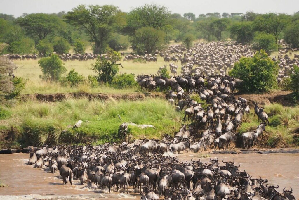 wildebeest migration