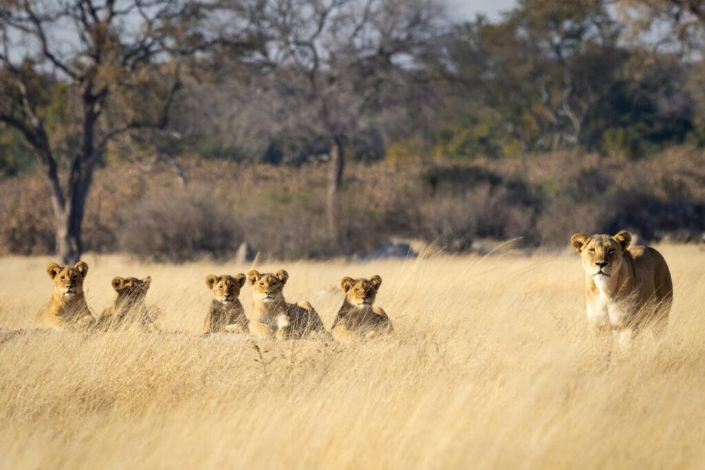 a group of lions walking across a dry grass field