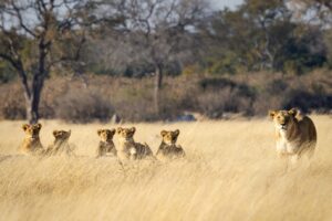 a group of lions walking across a dry grass field