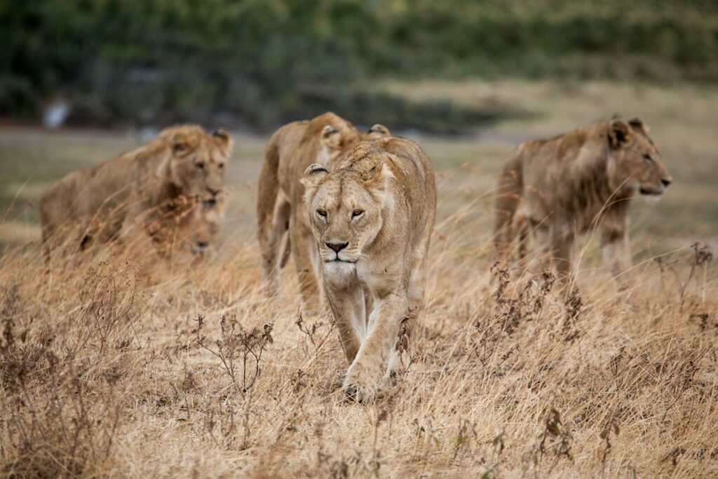 Lions walking through dry grassland together.