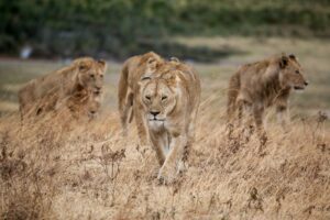 Lions walking through dry grassland together.