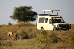 Safari vehicle observing cheetah in grassy landscape.