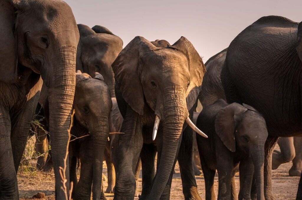 A herd of elephants walks together in a dry landscape.