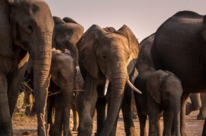 A herd of elephants walks together in a dry landscape.