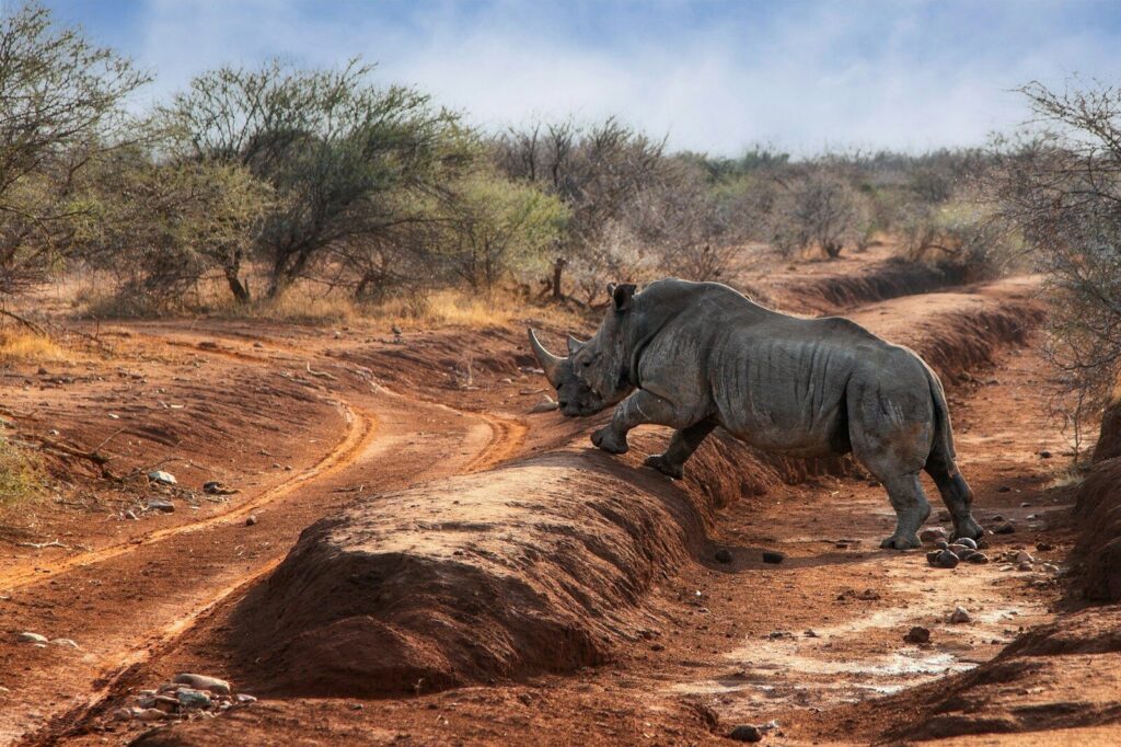 a rhino running across a dirt road in the wild